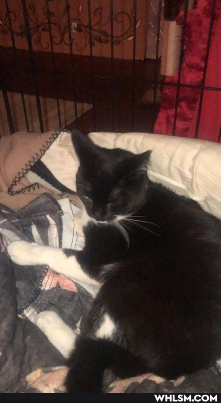 cat, awesome, caturday, pitbulls_are_adorabull