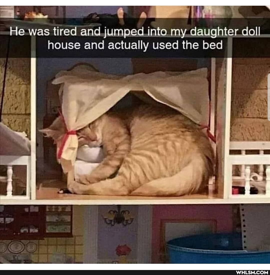 He was tired and jumped into my daughter doll house and actually used the bed