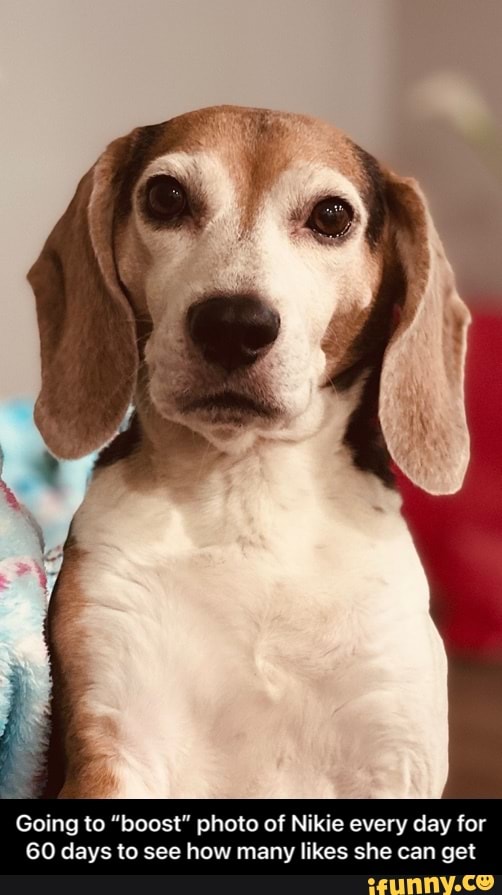 Going to "boost" photo of Nikie every day for
GO days to see how many likes she can get - Going to “boost” photo of Nikie every day for 60 days to see how many likes she can get