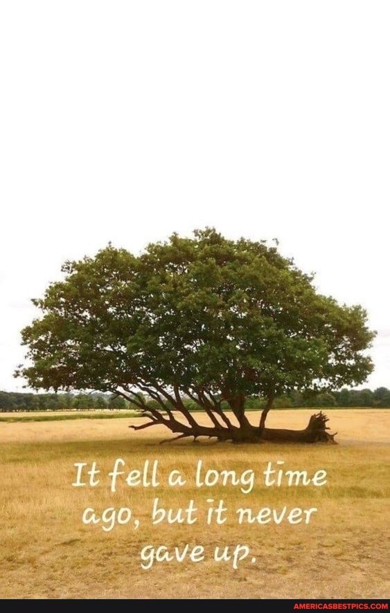 It fell long time ago, but it never
GONE