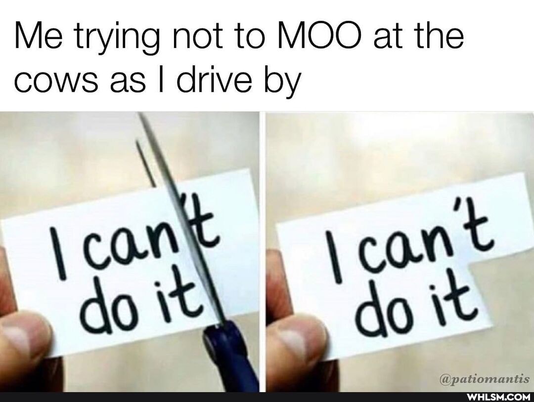 Me trying not to MOO at the
COWS as I drive by
\ con cont
Ag ie \ By 0
somantis