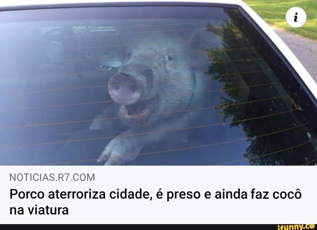Porco aterroriza cidade, é preso e ainda faz cocô na viatura