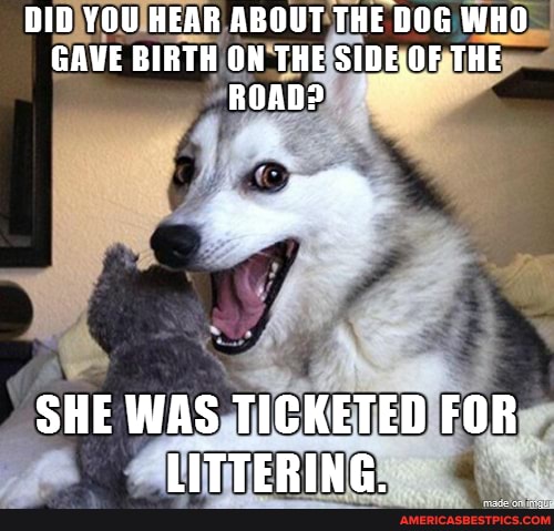 DID YOU HEAR ABOUT THE DOG WHO GAVE BIRTH ON THE THE ROADP
SHE WAS TICKETED FOR LITTERING