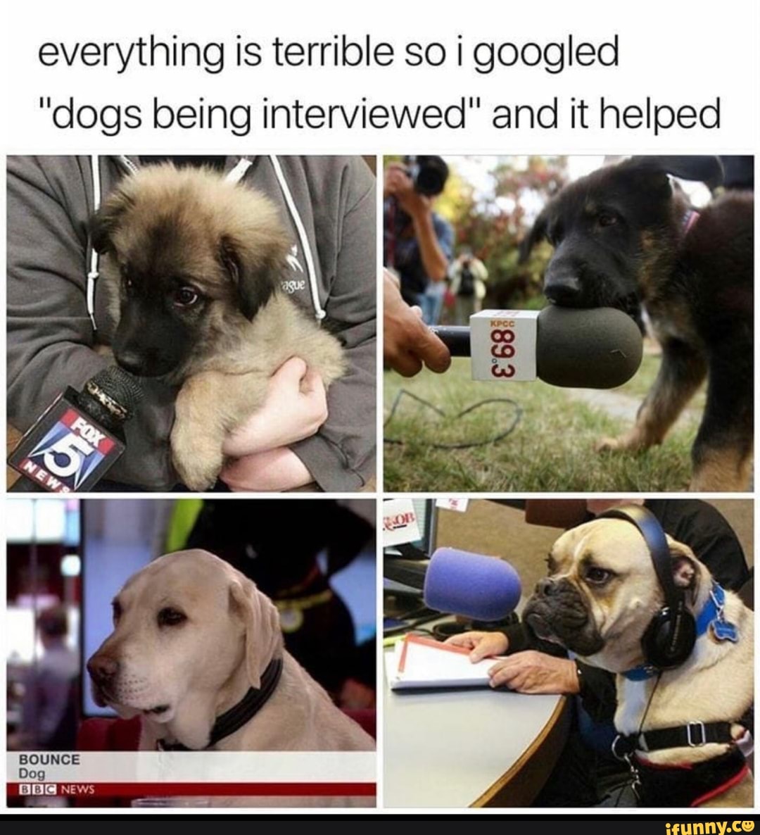 everything is terrible so i googled
"dogs being interviewed" and it helped