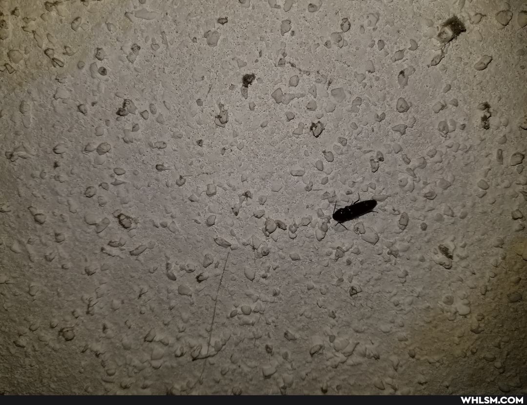 advice, advice_animals, insect, how_much_fire_do_i_need