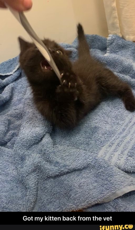 Got my kitten back from the vet - Got my kitten back from the vet