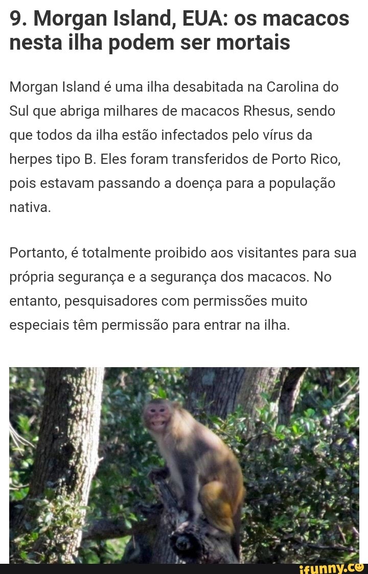 9. Morgan Island, EUA: os macacos nesta ilha podem ser mortais
Morgan Island é uma ilha desabitada na Carolina do
Sul que abriga milhares de macacos Rhesus, sendo que todos da ilha estão infectados pelo vírus da herpes tipo B. Eles foram transferidos de Porto Rico, pois estavam passando a doença para a população nativa.
Portanto, é totalmente proibido aos visitantes para sua própria segurança e a segurança dos macacos. No entanto, pesquisadores com permissões muito
especiais têm permissão para entrar na ilha.