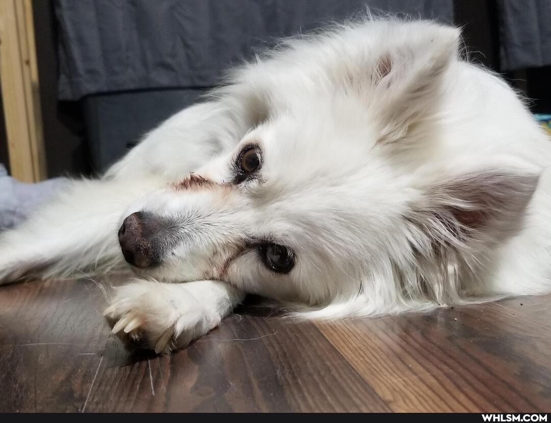 love, dogtax