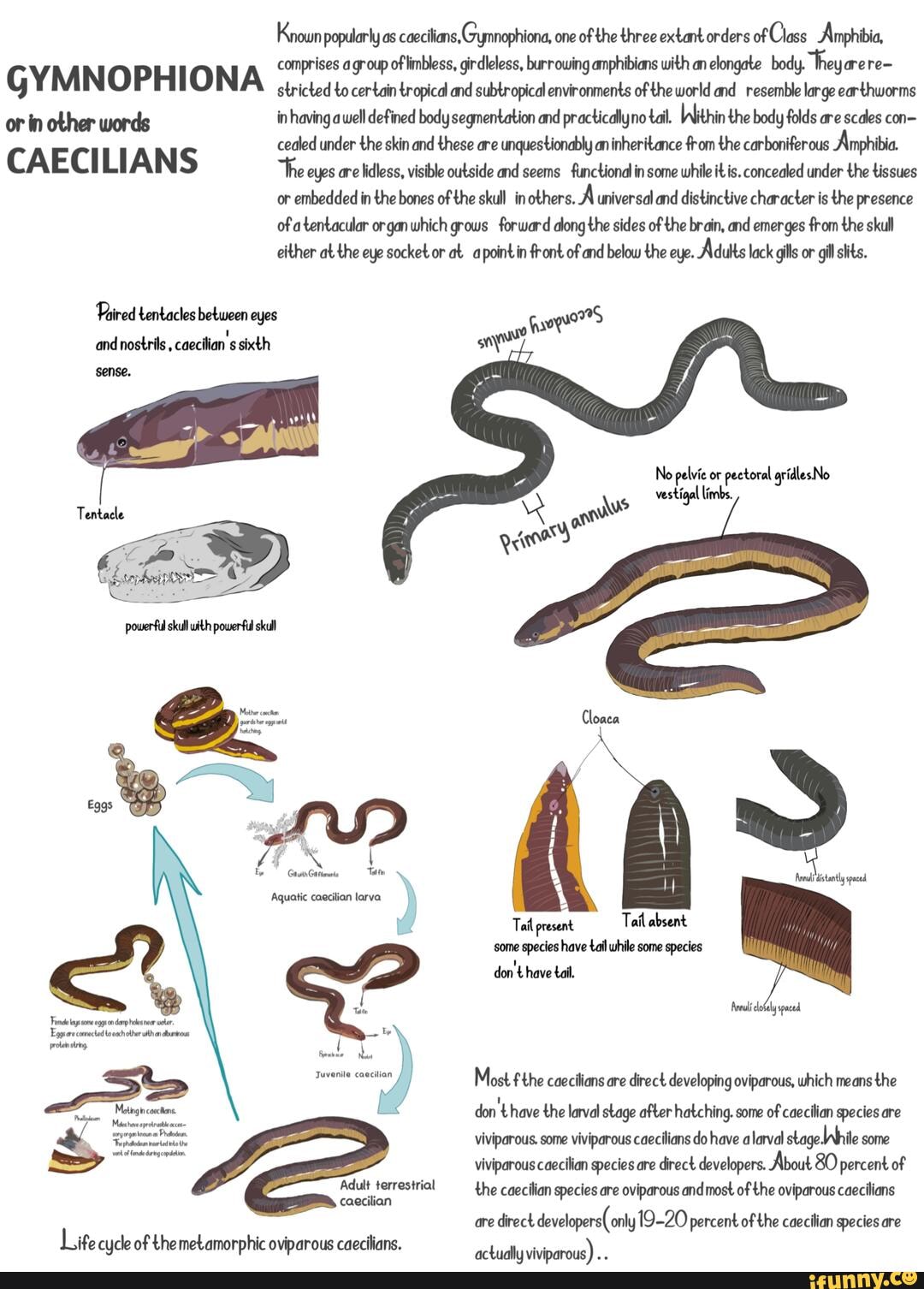 Caecilians are limbless amphibians. They are subterranean creatures