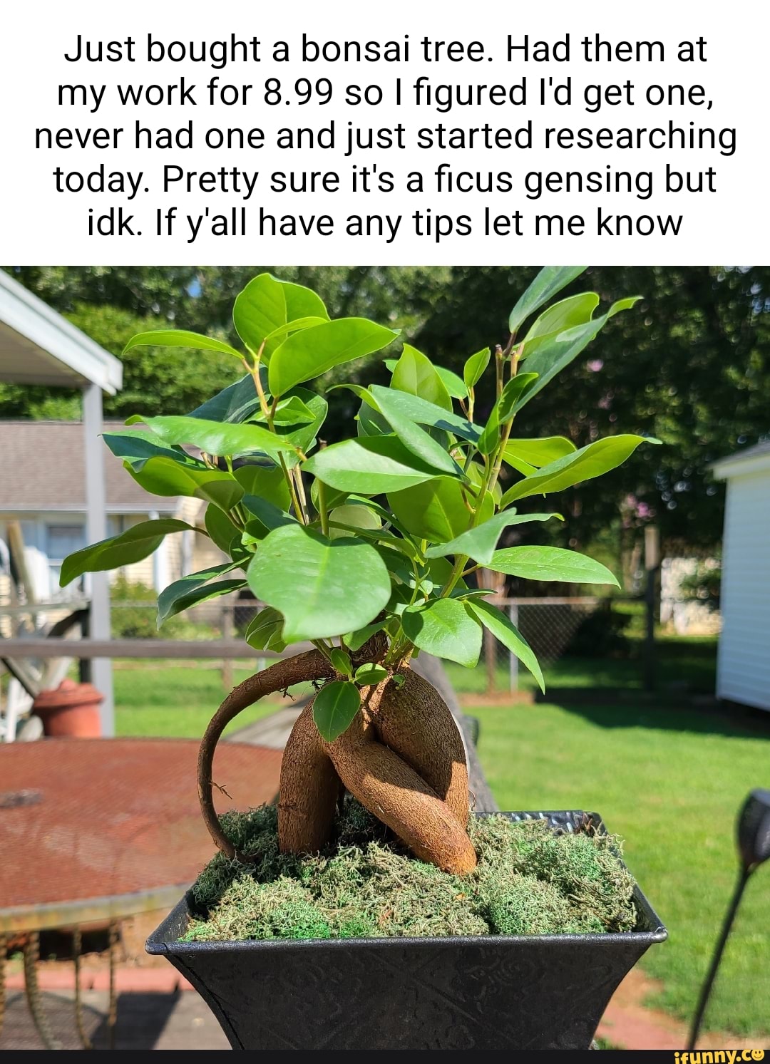 Bonsai memes. Best Collection of funny Bonsai pictures on iFunny
