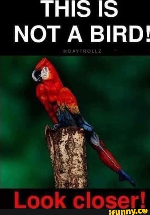 THIS IS NOT A BIRD! Look closer! - iFunny