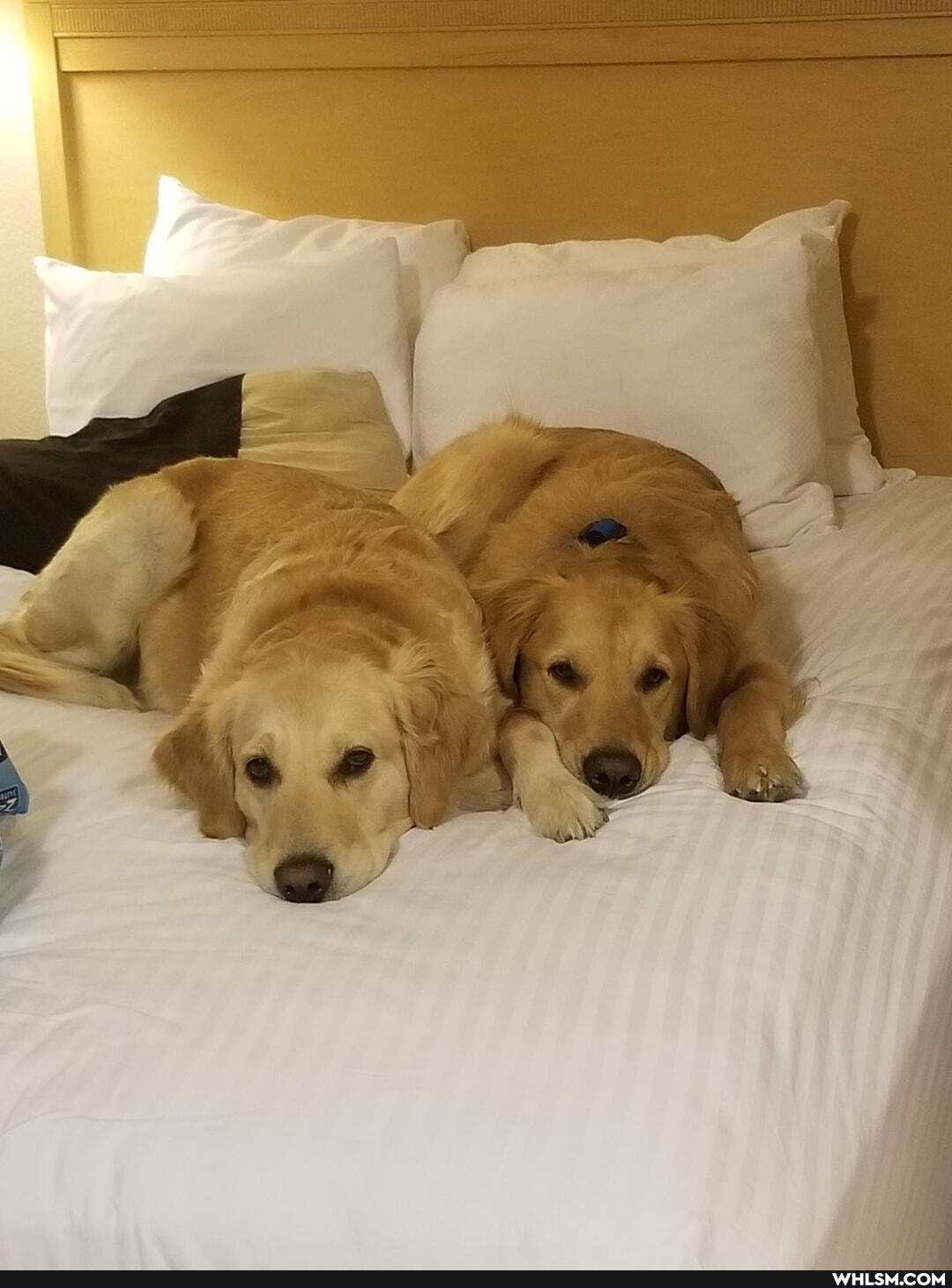 help_me_imgur, advice_animals, doggo