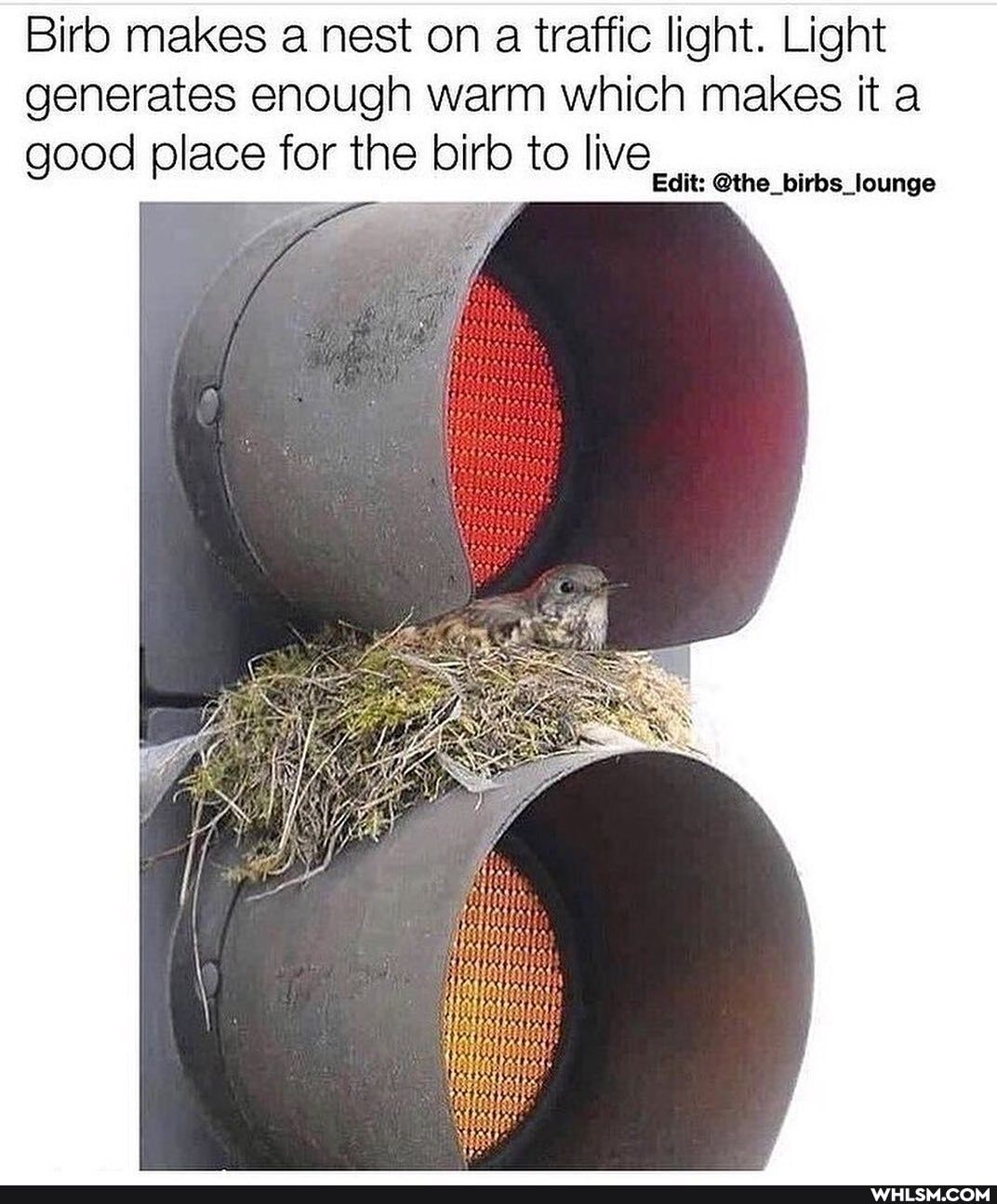 Biro makes a nest on a traffic light. Light generates enough warm which makes it a good place for the birb to live
Edit: @the_birbs_lounge