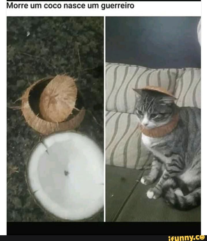 Morre um coco nasce um guerreiro