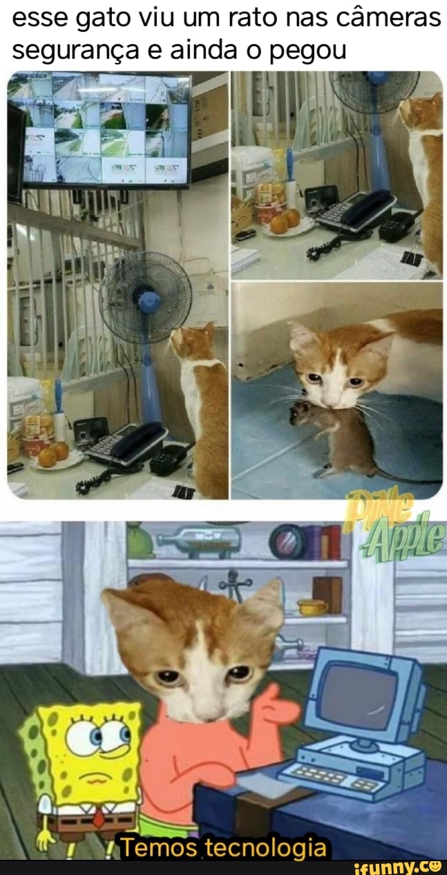 esse gato viu um rato nas câmeras segurança e ainda o pegou
Mo
to
Temos tecnologia