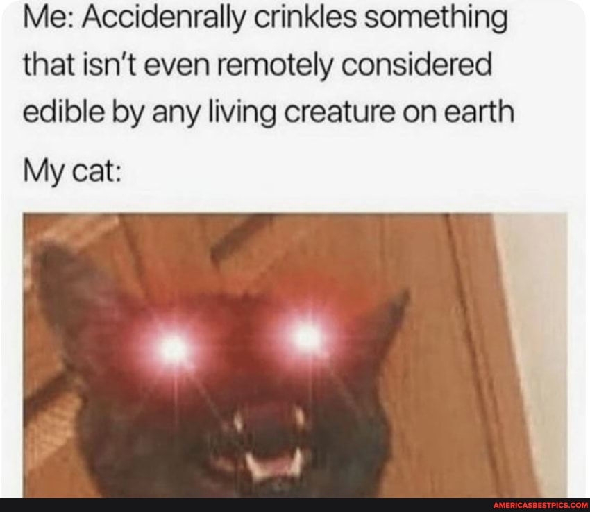 Me: Accidenrally crinkles something that isn't even remotely considered edible by any living creature on earth
My cat: