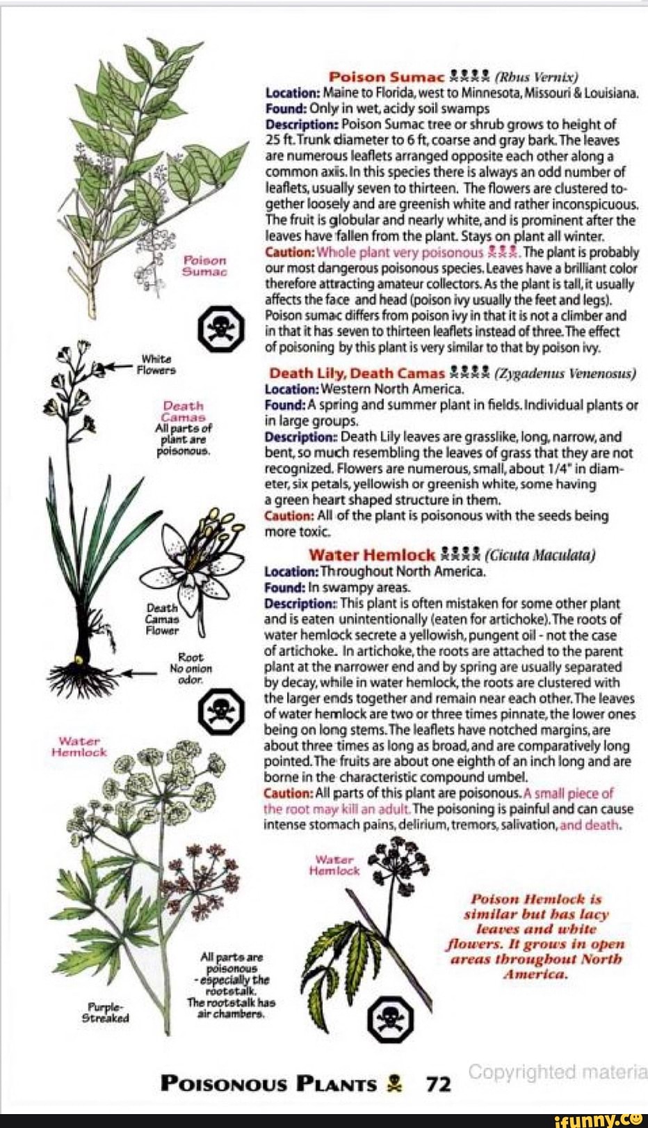 Poison Sumac 2222 (Rbus Vernix) Location Maine to Florida, west to
