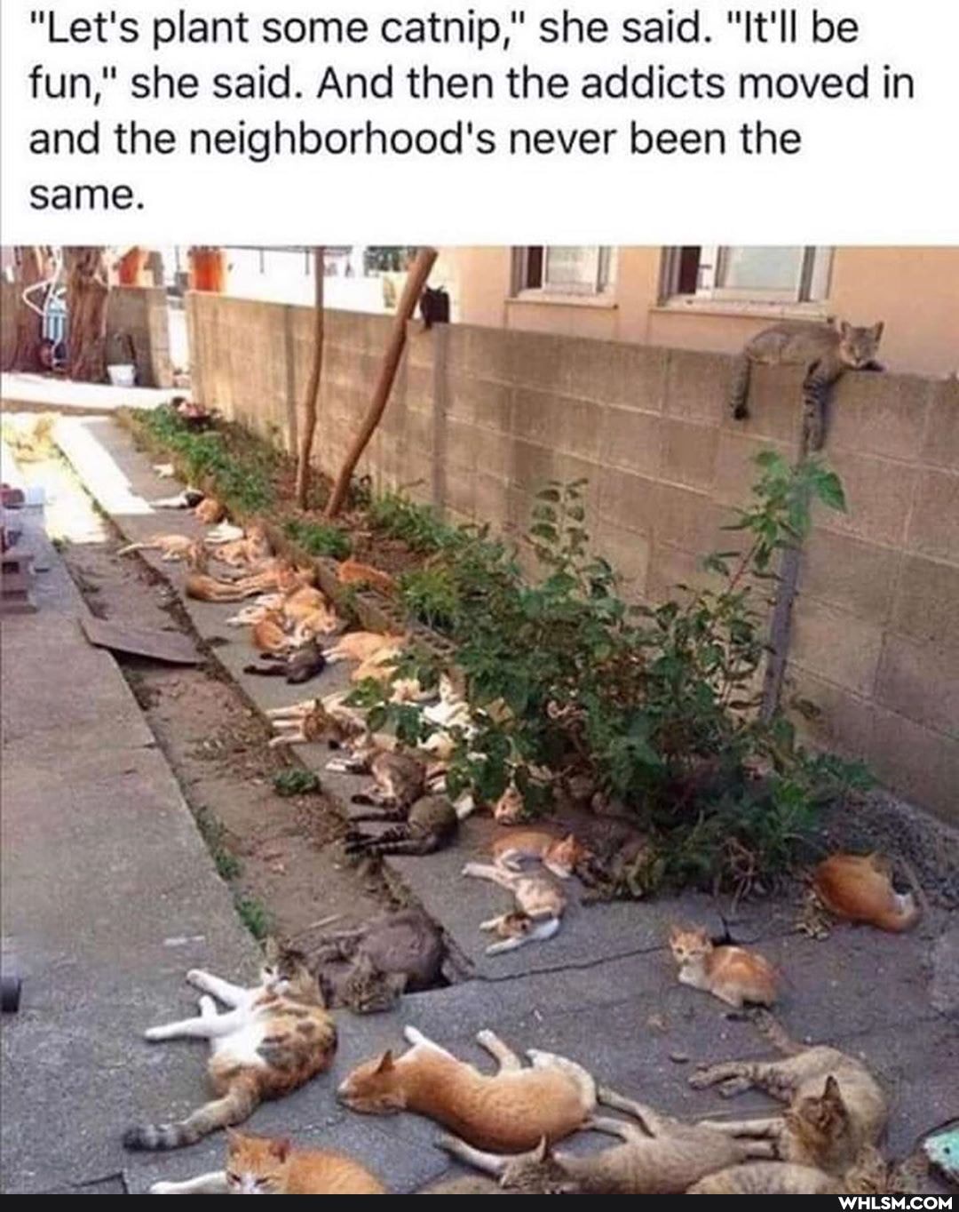 "Let's plant some catnip," she said. "It'll be fun," she said. And then the addicts moved in and the neighborhood's never been the
same.