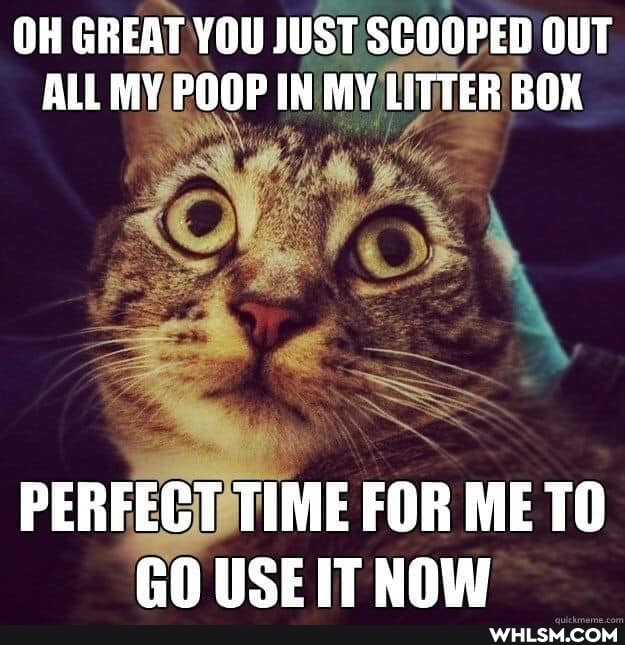 OH GREAT YOU JUST SCOOPED OUT ALL MY POOP IN MY LITTER BOX
Ne
PERFECT TIME FOR ME ROUSEITNOW