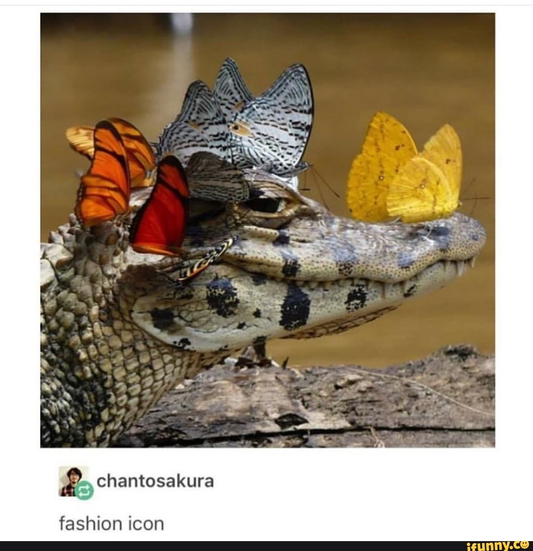 chantosakura
fashion icon