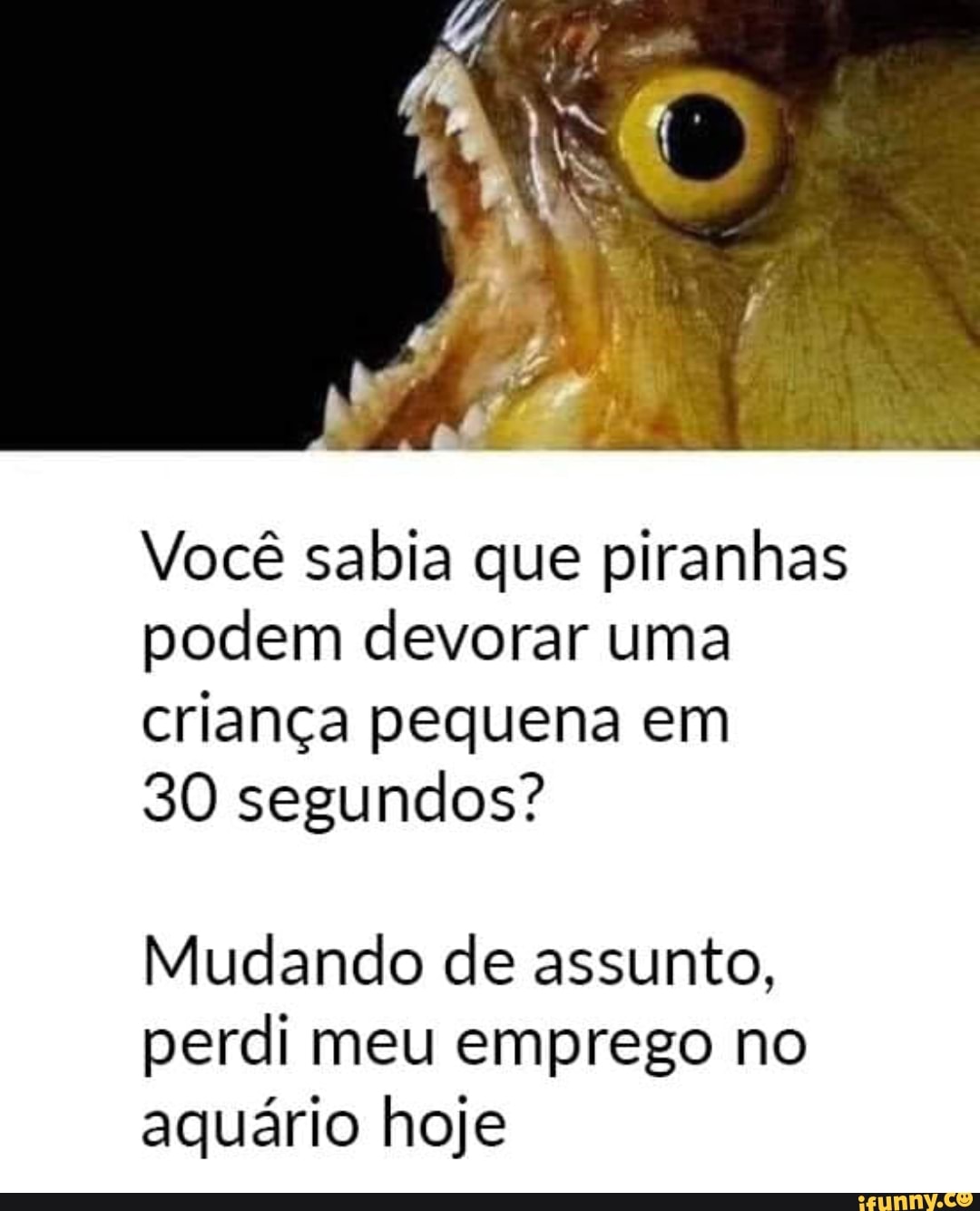 Você sabia que piranhas
podem devorar uma
criança pequena em
30 segundos?
Mudando de assunto,
perdi meu emprego no
aquário hoje