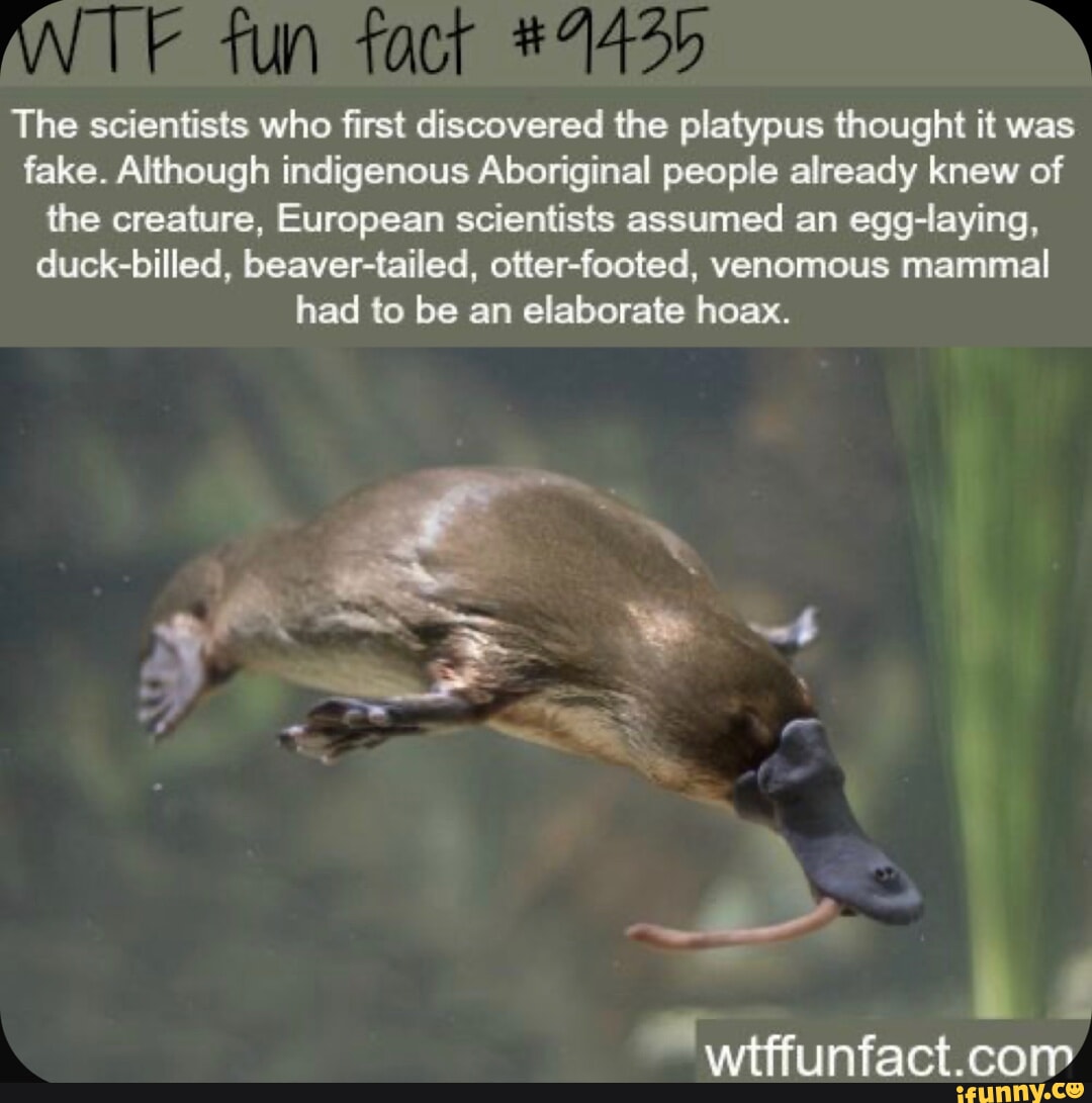 ANTE fun The scientists who first discovered the platypus thought it ...