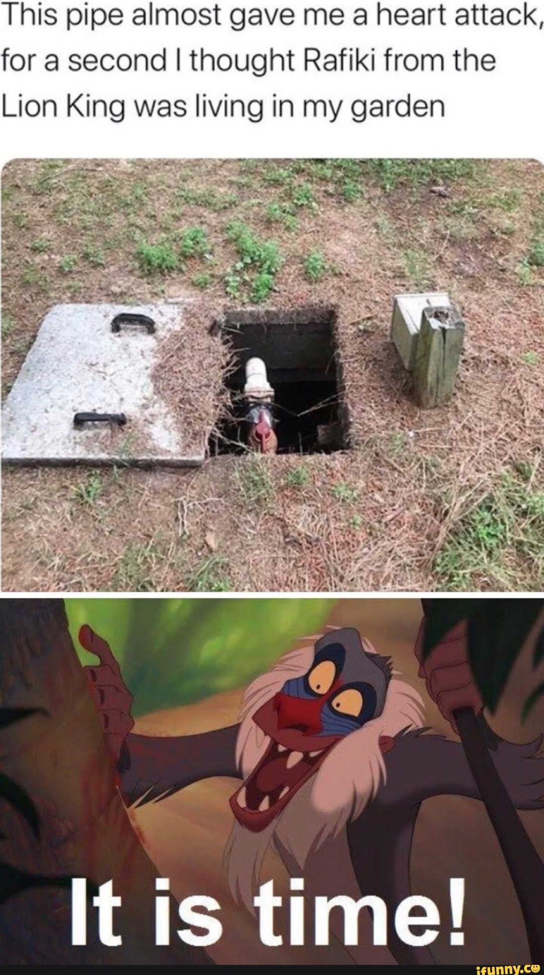 is pipe almost gave me a heart attack or a second I thought Rafiki from the
Lion King was living in my garden
oe
be
It is time!