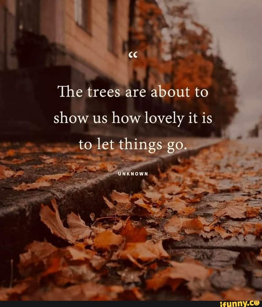 The trees are about to show us how lovely it is to let things go. - iFunny