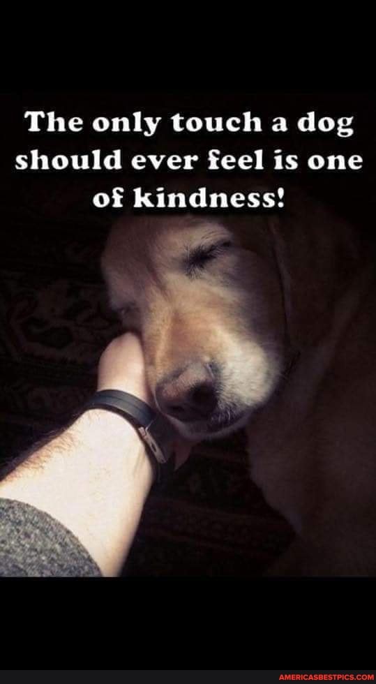 The only touch a dog should ever feel is one of kindness!