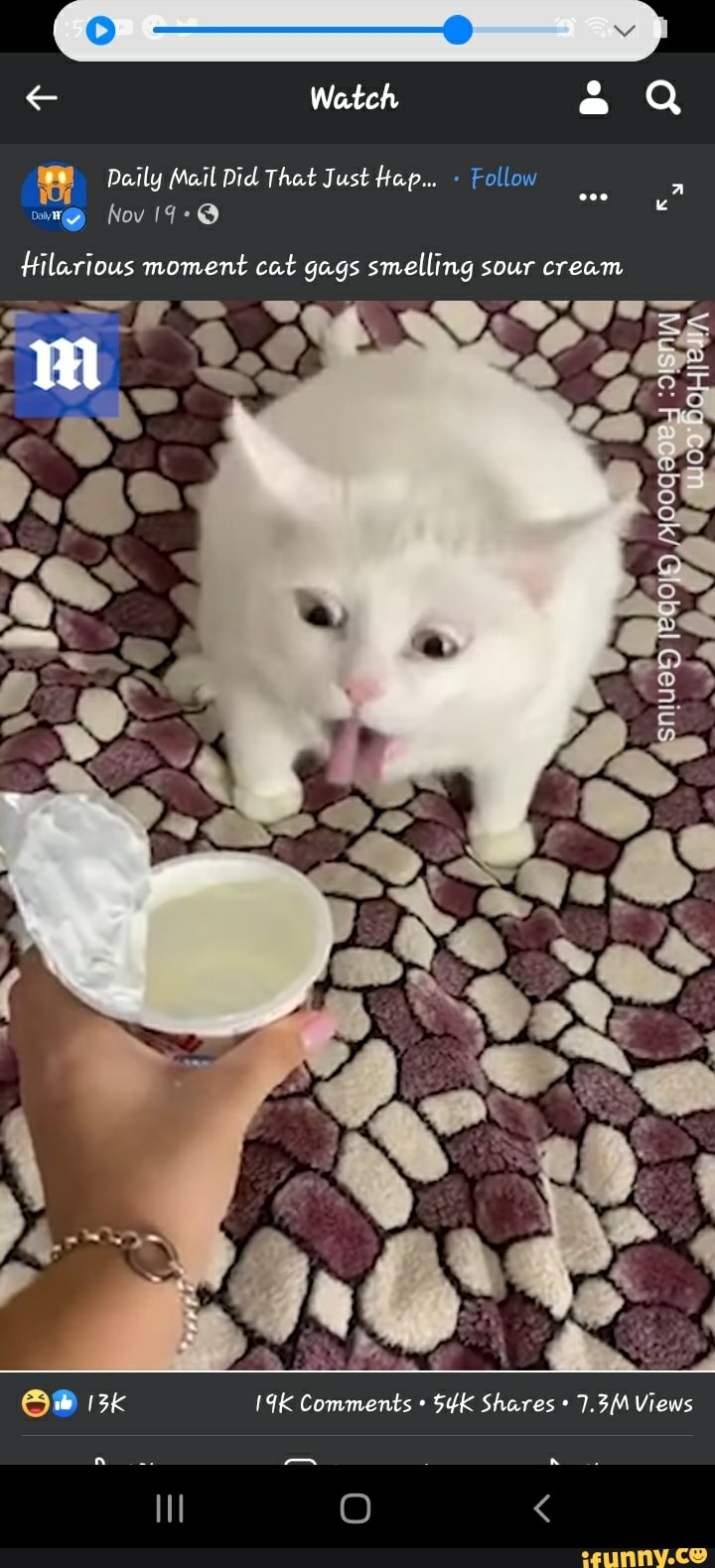 Watch Daily Mail Did That Just Hap... Follow Nov Hilarious moment cat