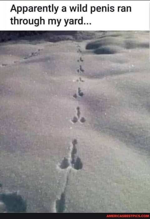 Apparently wild penis ran
through my yard...