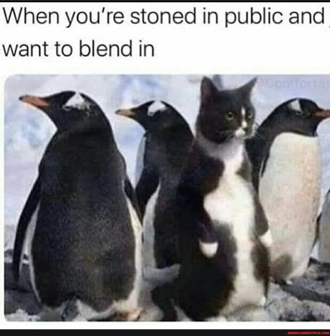 When you're stoned in public and want to blend in