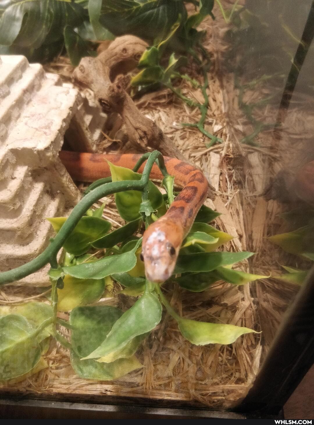 reptiles, reptile, reptile_love, cute_animal