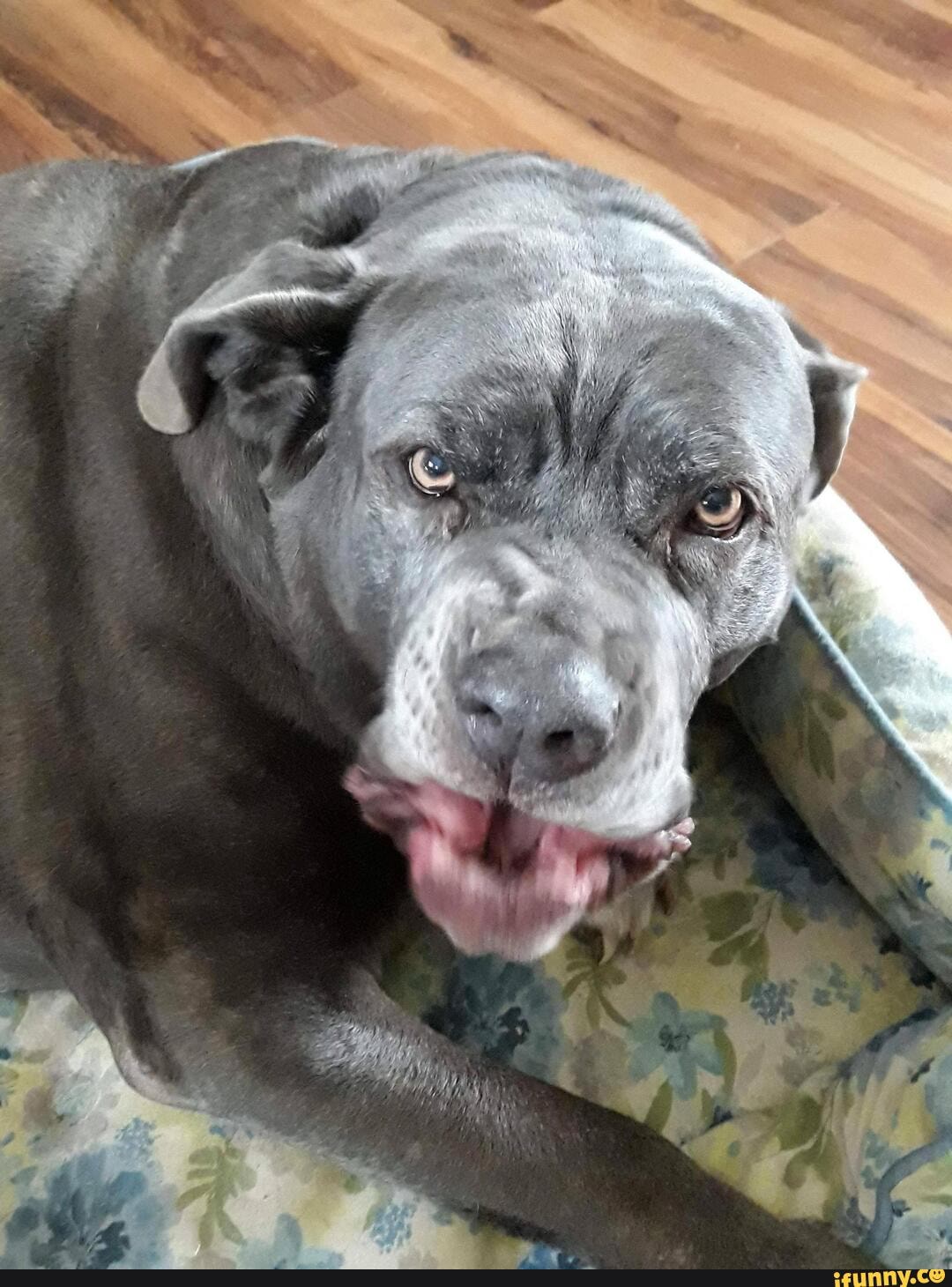cute, dogs, animals, old_man, manatees