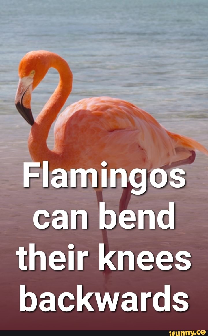 Can bend their knees backwards iFunny