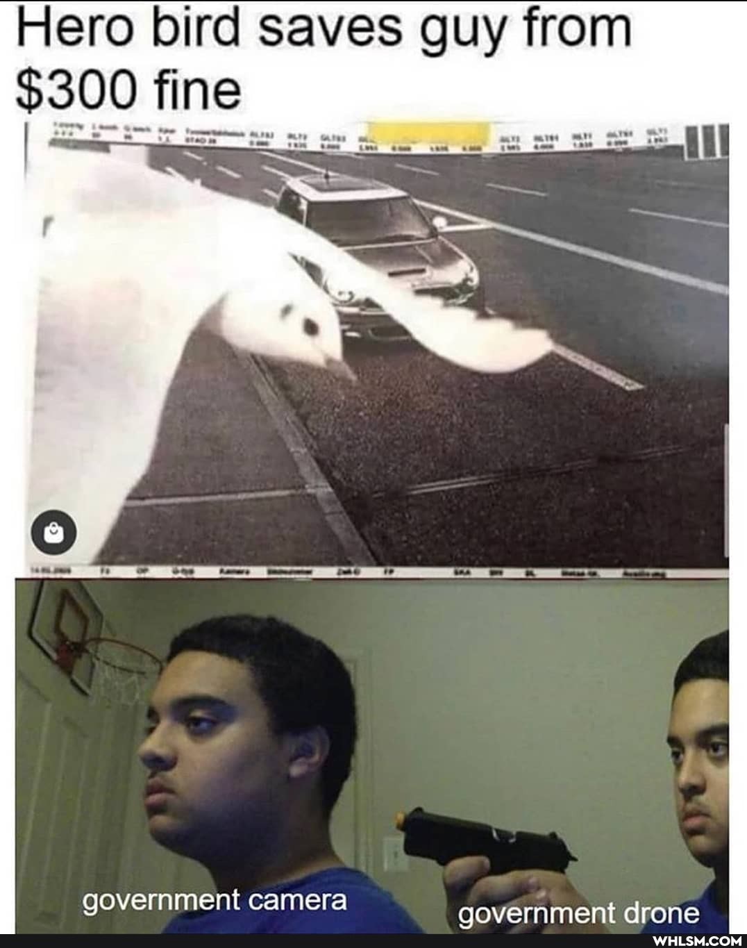 Hero bird saves guy from fine
government camera
aovernment