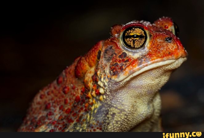 beautiful, red, toad