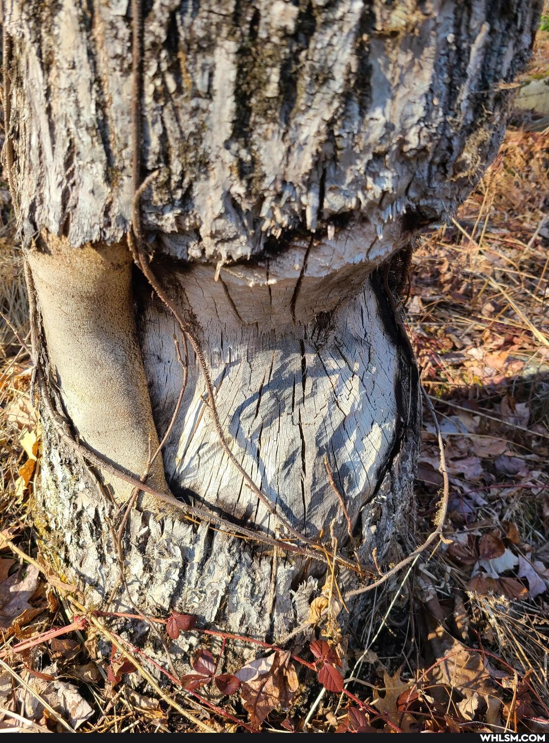 nature, cool