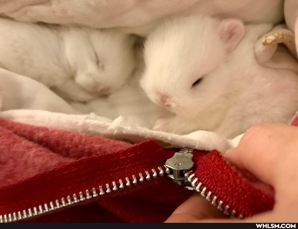 aww, eyebleach