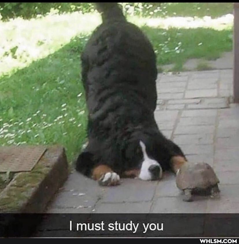 I must study you