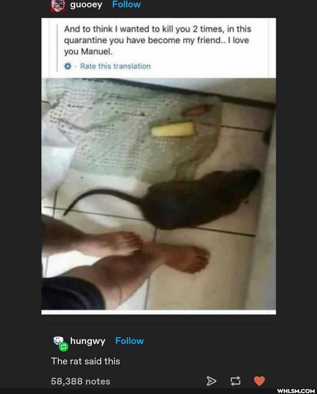 guocey Follow
And to think I wanted to kill you 2 times, in this quarantine you have become my friend.. I love you Manuel.
Pale s trans at on
> hungwy Follow
The rat said this