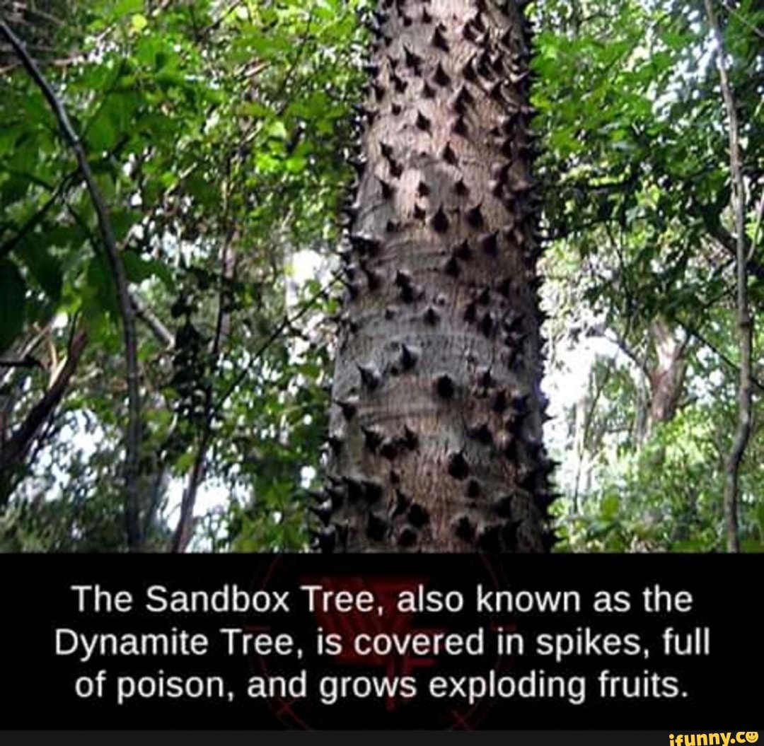 The Sandbox Tree, also known as the Dynamite Tree, is covered in spikes