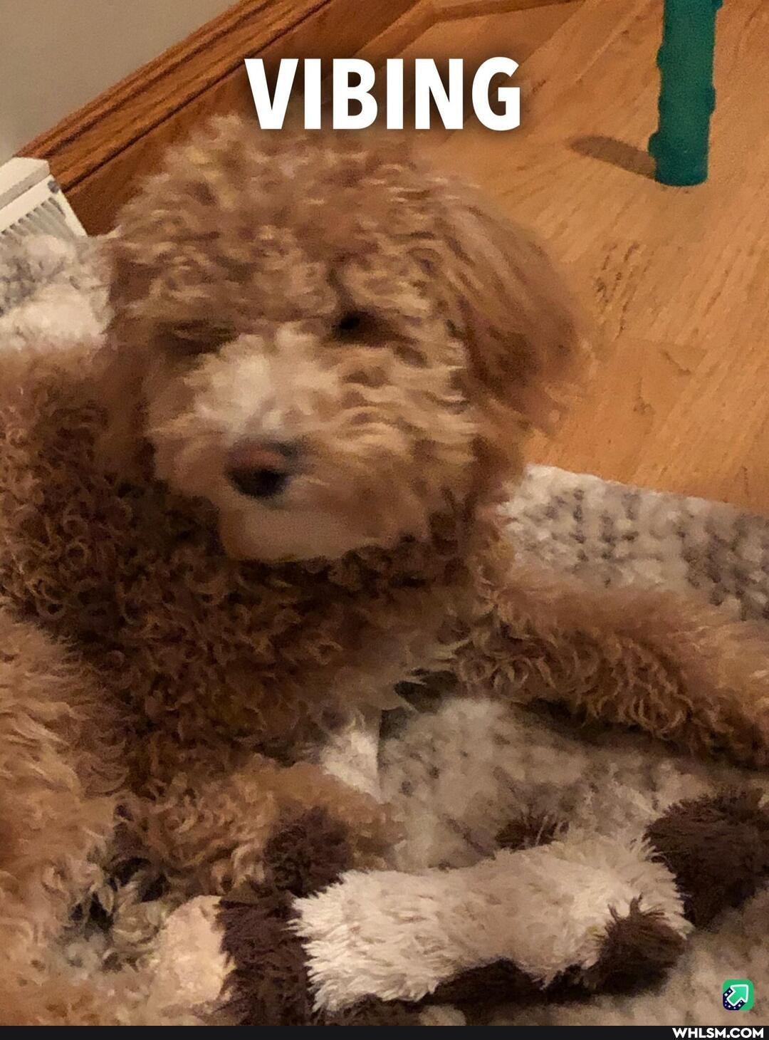 dog, aww, goldendoodle
