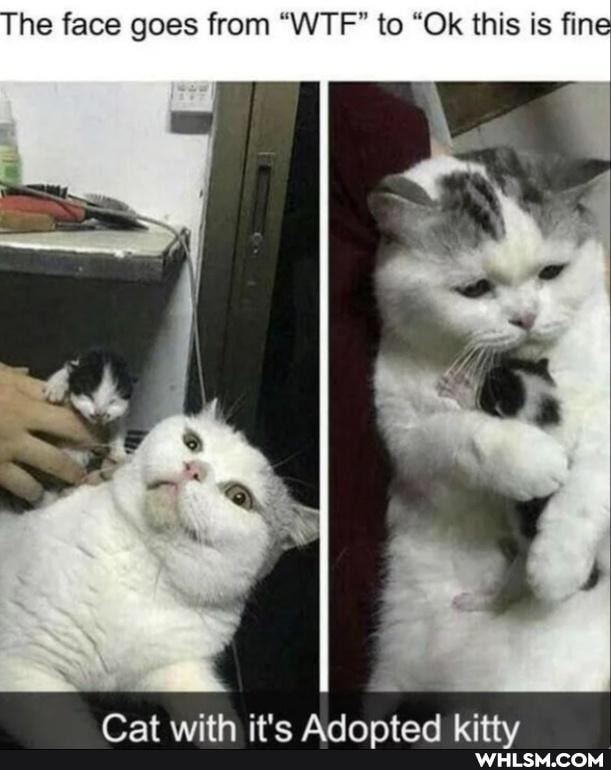 The face goes from "WTF" to "Ok this is fine