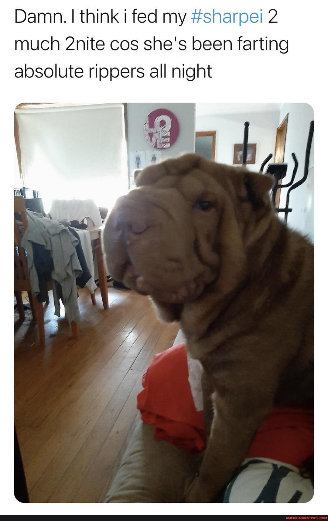 Damn. I think i fed my #sharpei 2 much 2nite cos she's been farting absolute rippers all night