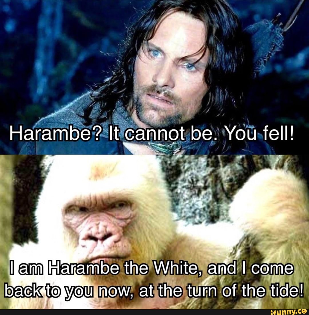 Harambe? It cannot be. You fell! come back to youl mow, at the of the