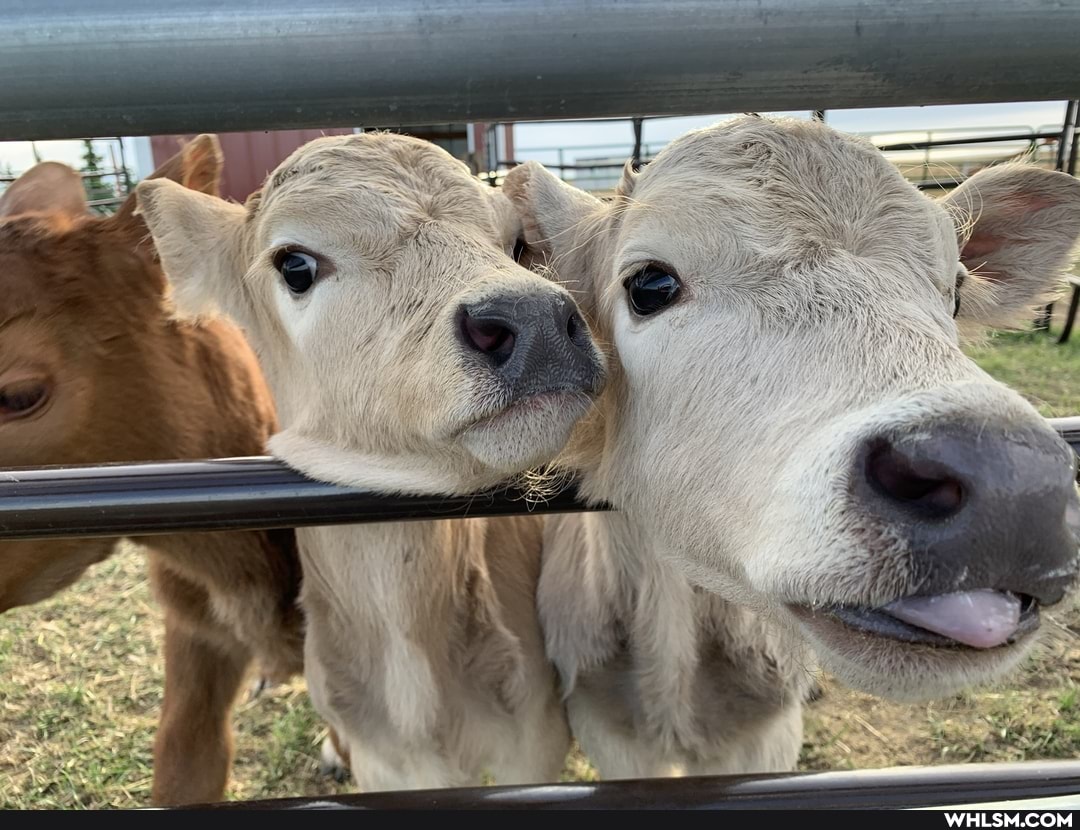 cow, baby_animals, moocows, moomoo, bottlebabies