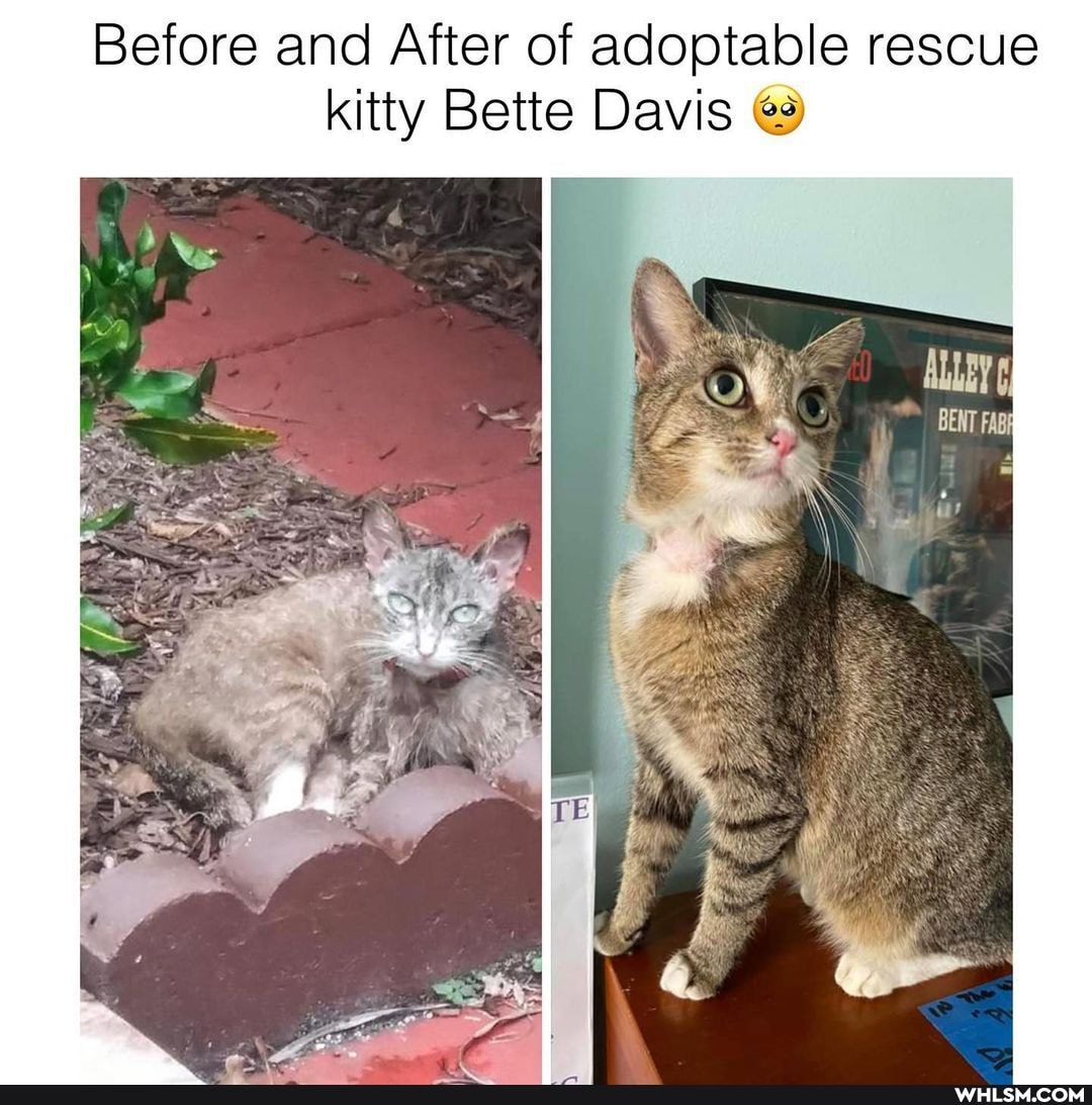 Before and After of adoptable rescue kitty Bette Davis
ALLEY
BENT FABR