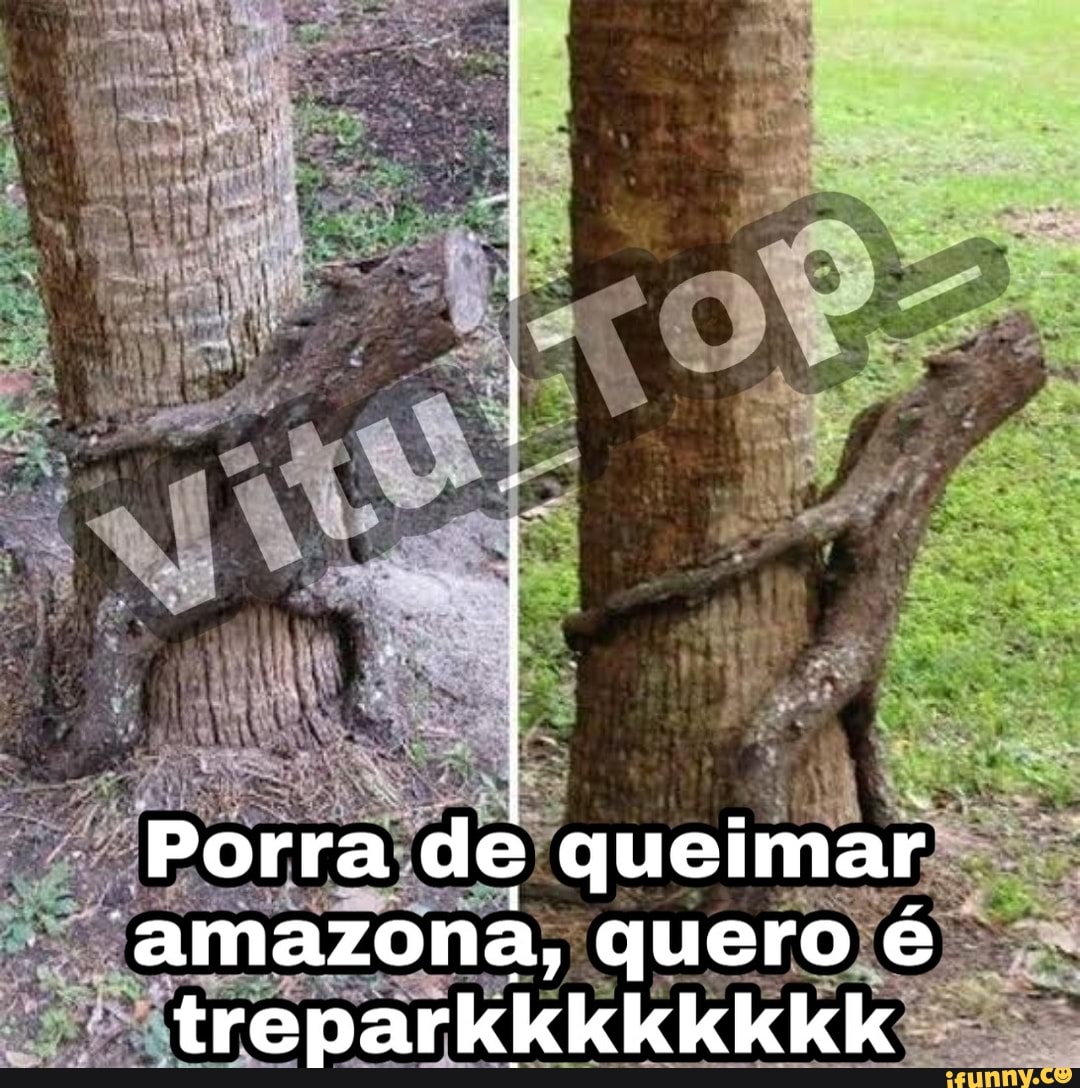 árvore, memedonhoifunny, árvores, queimada, trepar