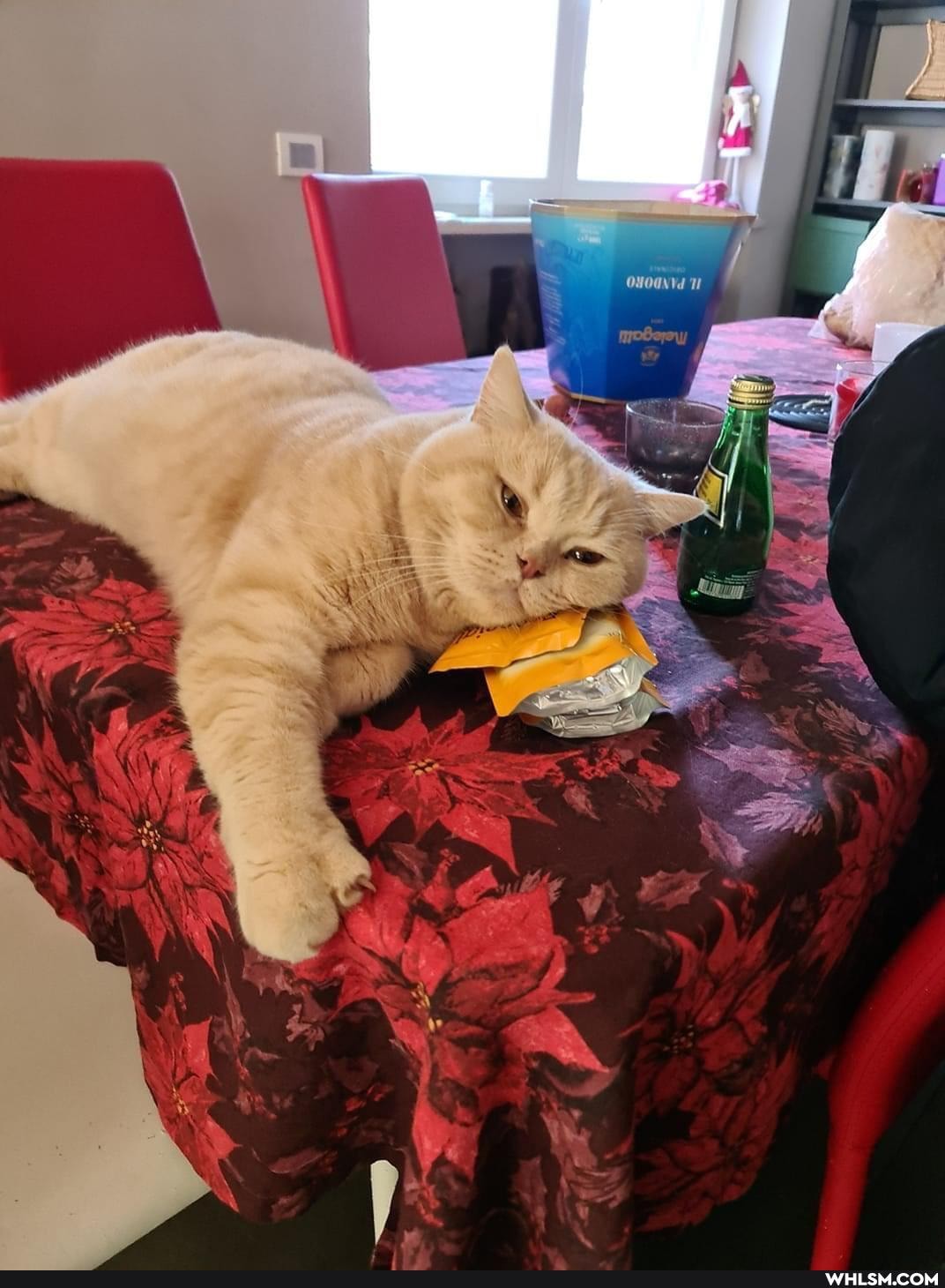 cat, pets, caturday